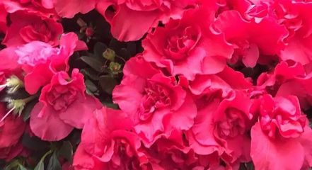 陽(yáng)春三月藝術(shù)盛宴 世紀(jì)傳承2018年3月25日藝術(shù)品拍賣會(huì)暨文化節(jié)征集中